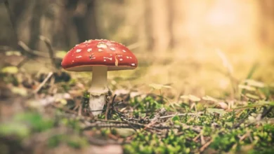 6 Ways Amanita Muscaria Can Boost Your Creativity and Productivity