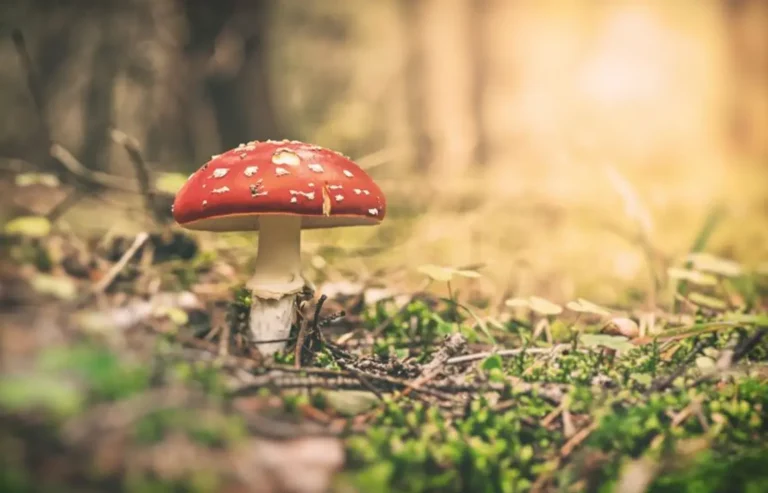 6 Ways Amanita Muscaria Can Boost Your Creativity and Productivity