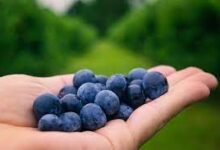 wellhealthorganic.com:blueberry-brain-boosting-benefits